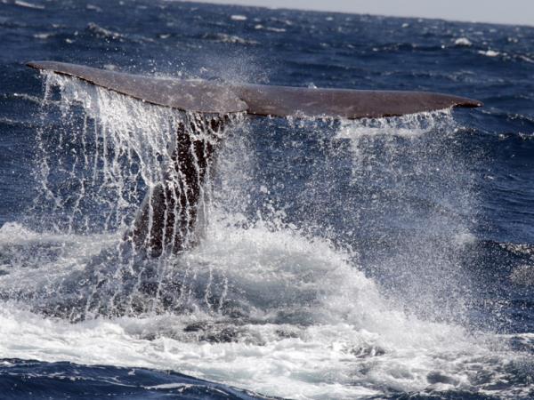Blue whale watching holiday, migrating giants