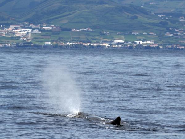 Blue whale watching holiday, migrating giants