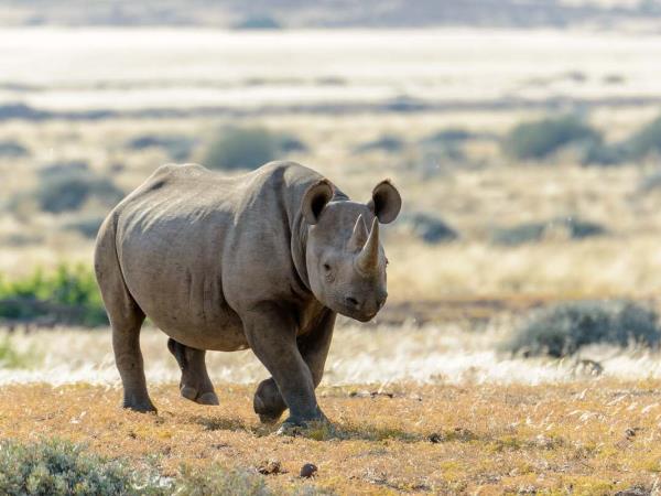 Namibia rhino tracking holiday