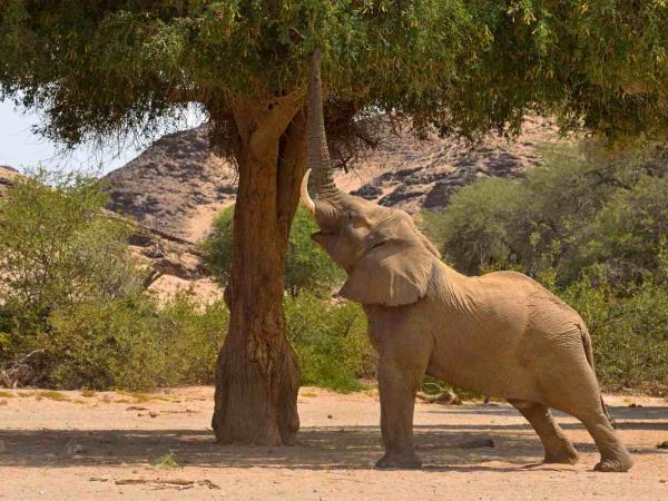 Namibia rhino tracking holiday