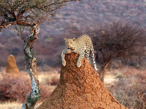 Namibia rhino tracking holiday
