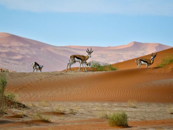 Namibia rhino tracking holiday