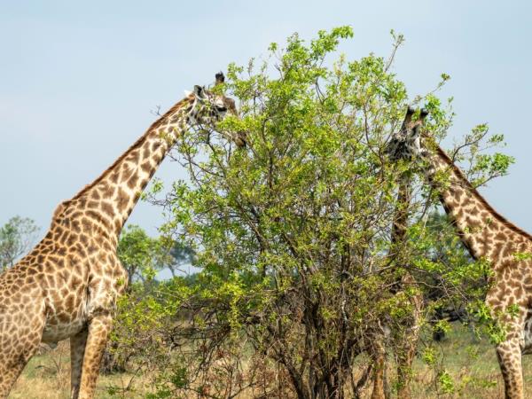 Nyerere NP & Mafia Island holiday in Tanzania