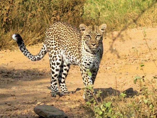 Northern Tanzania and Zanzibar guided safari