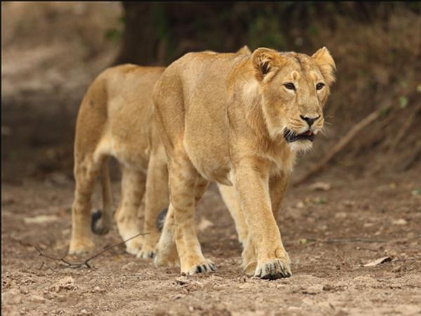 Gujarat and Rajasthan holiday 