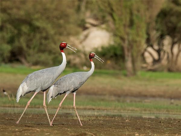 Gujarat and Rajasthan holiday 