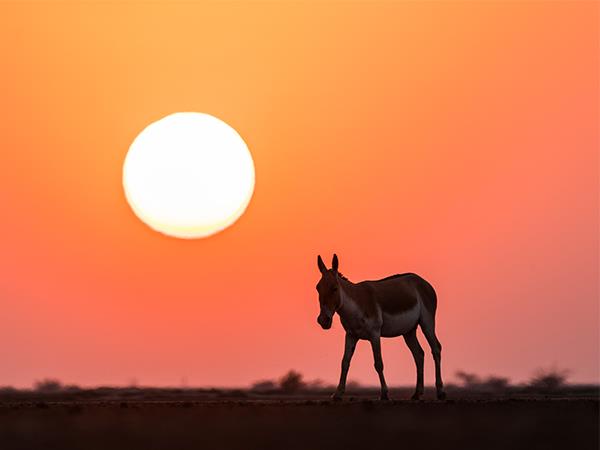 Gujarat and Rajasthan holiday 