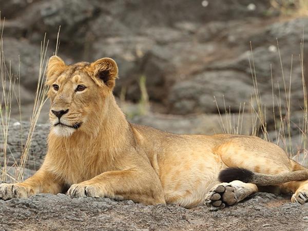 Gujarat and Rajasthan holiday 
