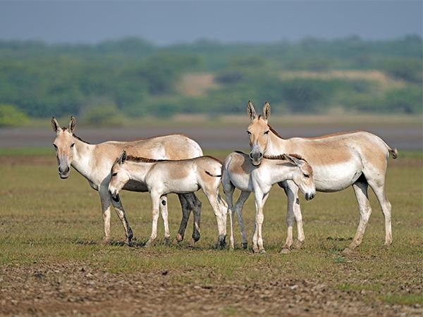 Gujarat and Rajasthan holiday 