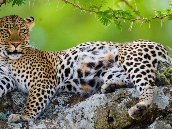 Kenya and Tanzania bespoke wildlife holiday
