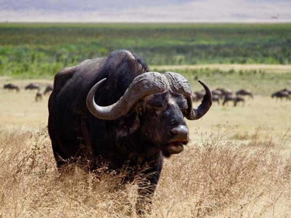 Kenya and Tanzania bespoke wildlife holiday