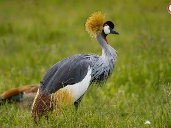Kenya and Tanzania bespoke wildlife holiday