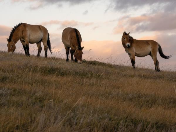 Mongolia holiday with eagle hunters