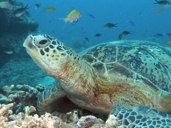 Malaysia and Borneo 15 day tour