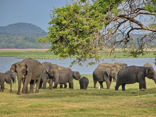 Sri Lanka holiday, island explorer