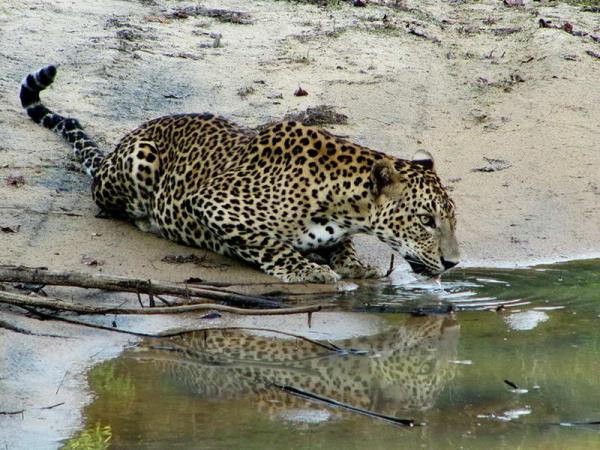 Sri Lanka holiday, island explorer