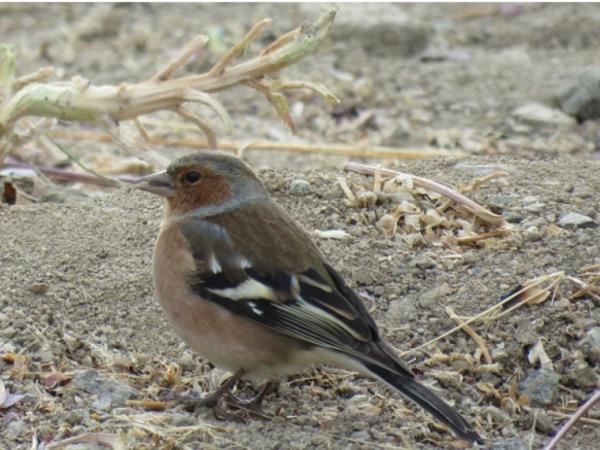 Ladakh bird watching tour, India