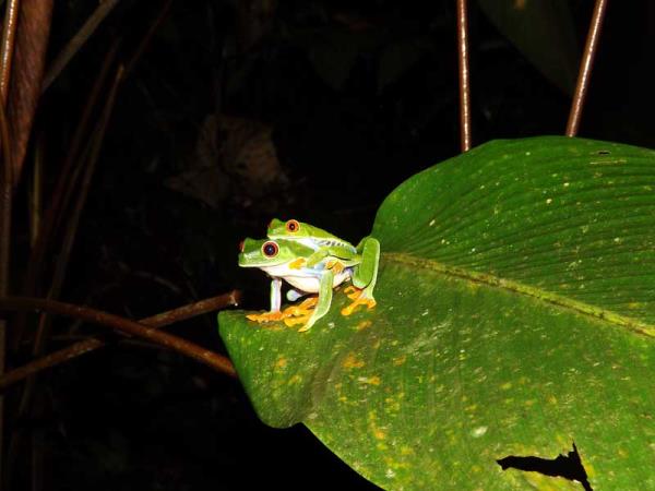 Costa Rica highlights holiday & beach
