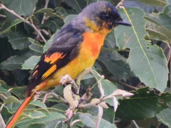 Binsar birding festival tour in India
