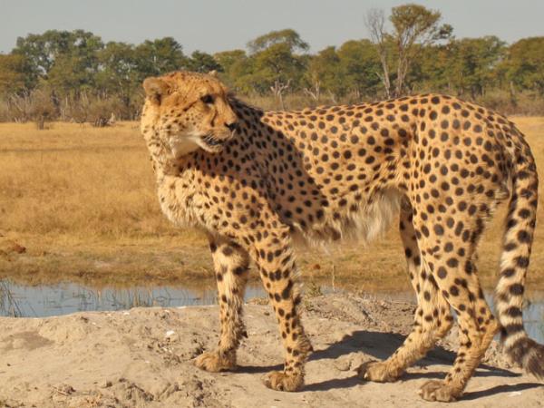Botswana mobile tent safari