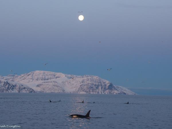 Swim with orcas in fjords of Norway