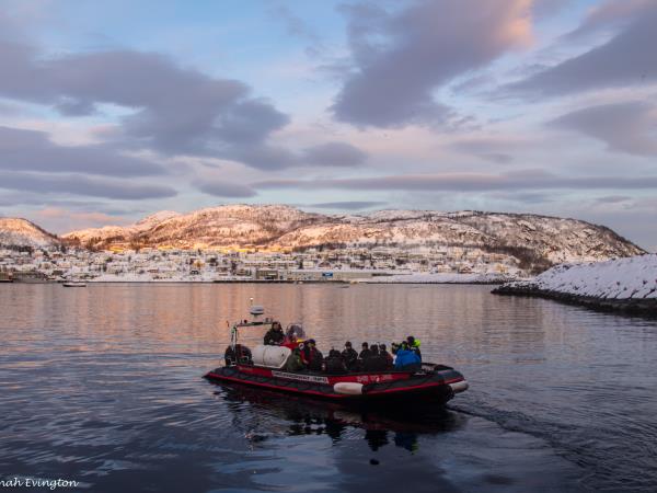 Swim with orcas in fjords of Norway