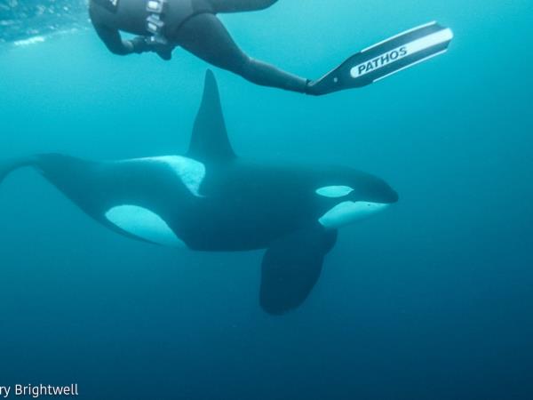 Swim with orcas in fjords of Norway