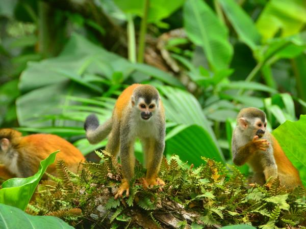 Costa Rica hike, bike and raft adventure