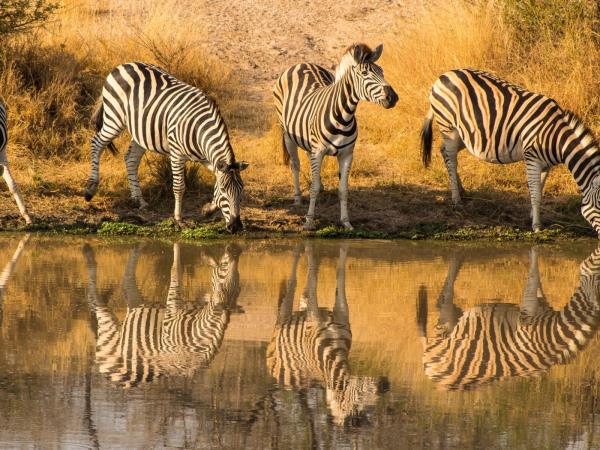 South Africa safari holiday, 9 days