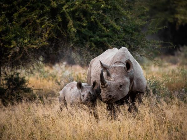 South Africa safari holiday, 9 days