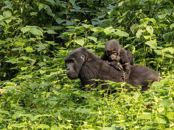 Gorilla and chimpanzee safari In Uganda