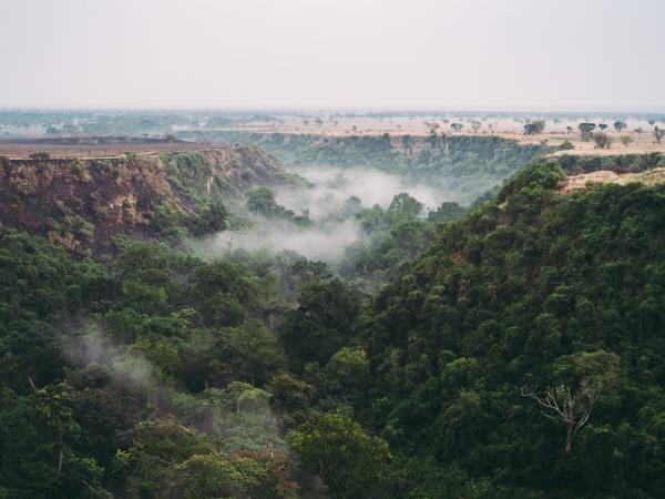Gorilla and chimpanzee safari In Uganda