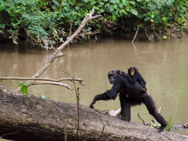 Gorilla and chimpanzee safari In Uganda