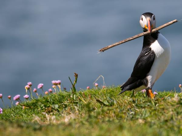Scottish cruise private charter