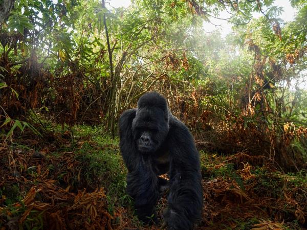 Gorilla and Golden Monkey safari in Uganda