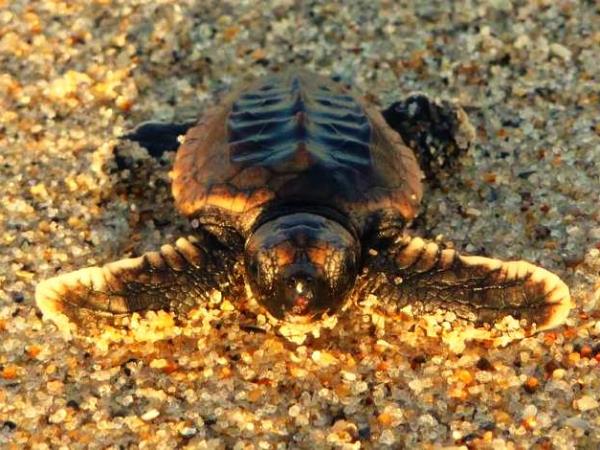 Sea turtle conservation, Belize