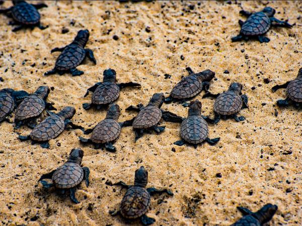 Sea turtle conservation, Belize