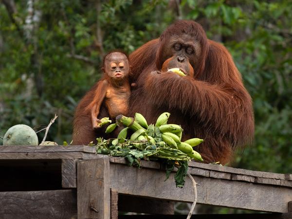 Orangutan sanctuary volunteering in Borneo