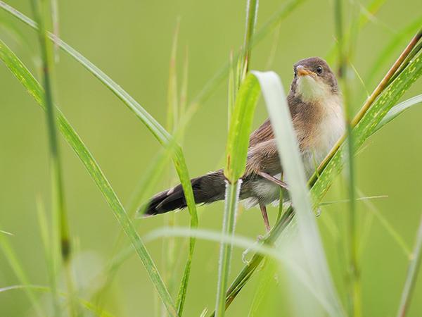 Kerala birdwatching holidays, Western Ghats