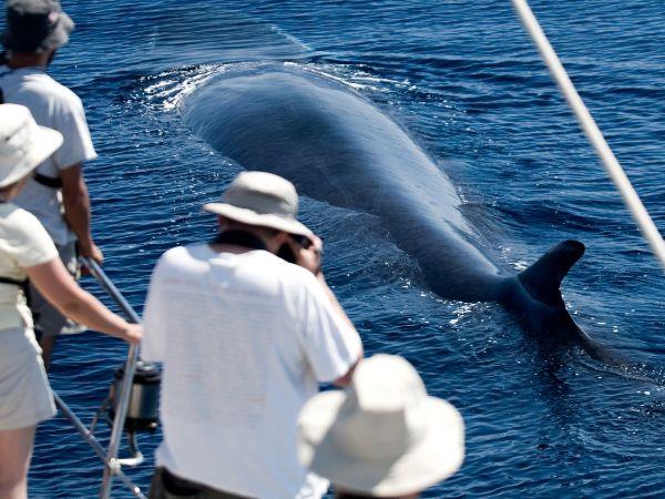 Whale watching in the Azores