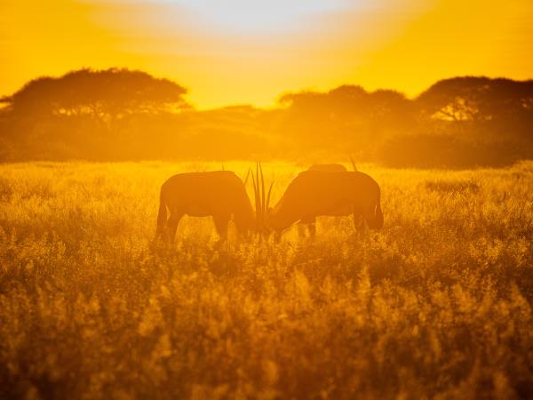 Trans Kalahari camping safari, Botswana