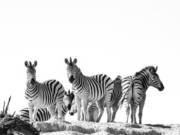 Botswana lodge safari