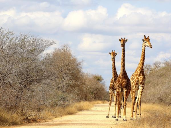 South Africa walking safari