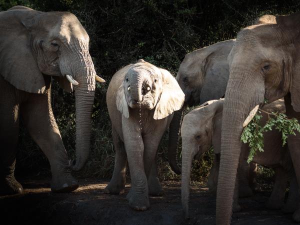 South Africa walking safari