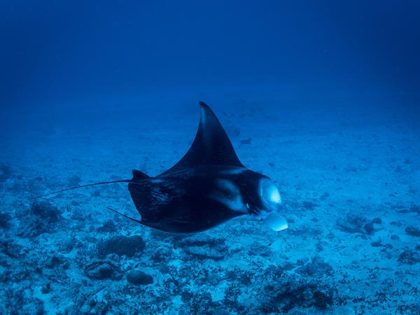 Maldives scuba diving holiday