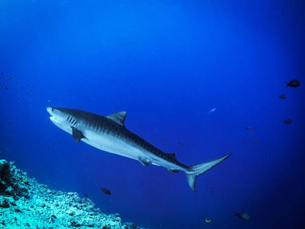 Maldives scuba diving holiday