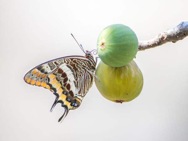 Wildlife conservation holiday, Greece