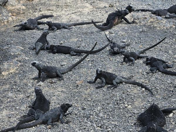 Galapagos active wildlife holiday