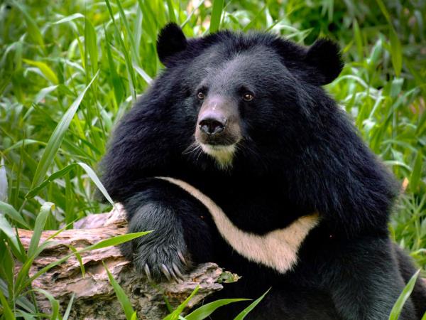Laos Wildlife sanctuary volunteering holiday
