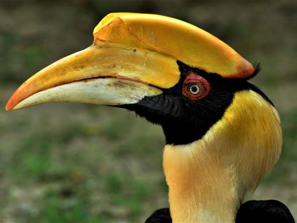 Laos Wildlife sanctuary volunteering holiday